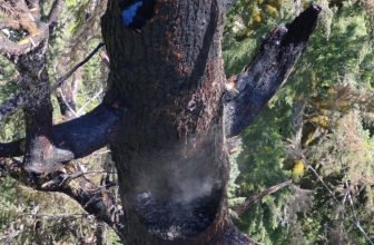 One of the World’s Tallest, Oldest Trees Is Ablaze in Oregon