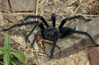 Record-Setting Tarantulas Boast Longest Sex Organs to Avoid Getting Eaten by Females