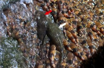 Unprecedented Video Shows Catfish Climbing Straight Up a Waterfall