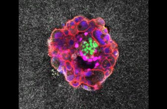 In a First, Scientists Capture Human Embryo Implantation in Real Time