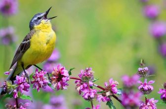 Birds Across the World Are Singing All Day for a Disturbing Reason