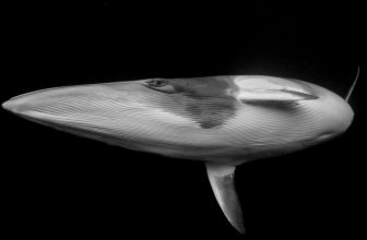 Dive Into the Most Breathtaking Ocean Photos of the Year