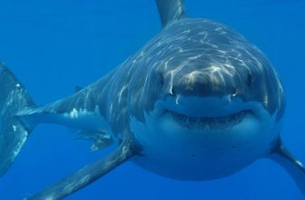 Record-Breaking Great White Shark Spent the Summer Near Popular Beaches