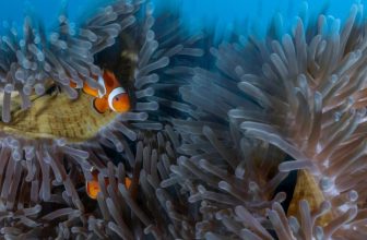 Do You Know Where Aquarium Fish Come From? The Answer Might Shock You