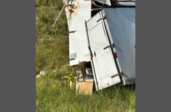 Confusion Abounds as ‘Aggressive’ Lab Monkeys in Mississippi Escape After Truck Crash