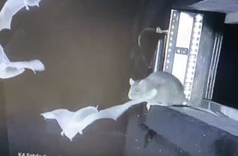 Horrifying Video Shows Rats Snatching Bats Midair, and Scientists Are Seriously Concerned